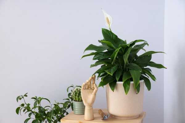ТОП-10 лучших комнатных растений для квартиры