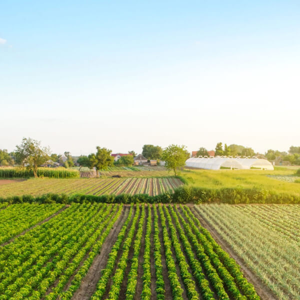 ЛПХ в Беларуси: что это такое и как его получить